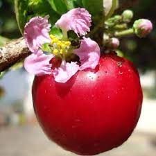 By the 1950's, it … Caribbean Cherry Seeds Malpighia Glabra Acerola For Sale