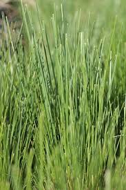 Image result for Poa binata