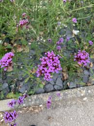 Verveine De Buenos Aires Verbena Bonariensis Arbuste Verveine De Buenos Aires Plante