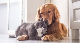 These two are part of a litter of 6. Arizona Rescue Shelters And Organizations Updated