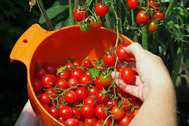 Tomato 'red alert' (cherry tomato / solanum lycopersicum'red alert'). How To Grow Cherry Tomatoes Gardener S Path
