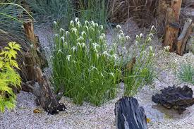 Image result for Rhynchospora rugosa