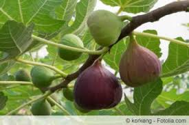 Wann die holunderbeeren, die botanisch korrekt nicht zu den beeren, sondern zu den steinfrüchten zählen, reif sind, ist regional unterschiedlich. Bayernfeige Violetta Pflege Und Schneiden Gartenlexikon De