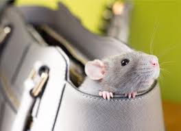 I lust got 3 ';small'; How And Where To Find Pet Rats Petmd