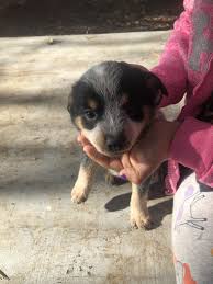 Blue heeler puppies need room to exercise, so canine corral recommends having space for this breed to roam. Austrailian Blue Heeler Puppies For Sale Elk Grove Ca 319791