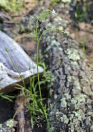 Image result for Wahlenbergia flexuosa