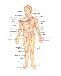 anatomy of body major arteries of whole body body organs