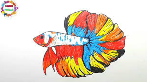 Ikutilah cara merawat ikan cupang berikut ini agar cepat tumbuh besar dan warnanya bagus. How To Draw Betta Fish Cara Menggambar Ikan Cupang I Proxinity Graff Youtube