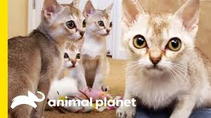 The Tiny Singapura Is The Smallest Of All Cat Breeds Cats 101 Youtube