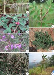 Image result for Indigofera gairdnerae