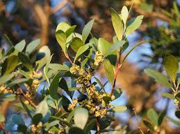 Image result for Pterocelastrus