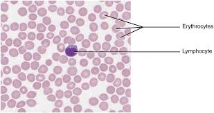 Connective Tissue Supports And Protects Anatomy And Physiology I