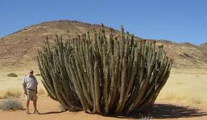 Image result for Euphorbia zambesiana