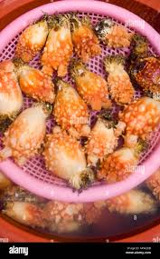 Sea Squirt or Pineapple at Jagalchi Fish Market Busan South Korea Stock  Photo - Alamy