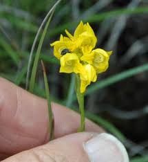 Image result for Schizochilus