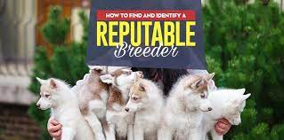 How to find a good breeder. How To Find A Reputable Dog Breeder And Identify Good Local Breeders