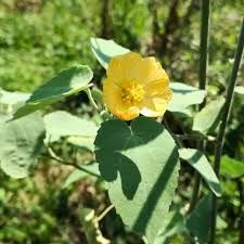 🌿 ¿Qué tienen en común la Austrochthamalia teyucuarensis, la Gaya kelleri  y la mentita campera (Hedeoma teyucuarensis)? Son plantas endémicas del sur  de Misiones. ¡No existen en ningún otro lugar del mundo!