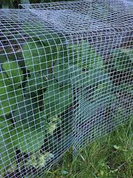 Bird Netting For Garden Near Me 23 Protecting Strawberries From Birds Iron Wire Netting Or Birds Net Diy Garden Fence Garden Netting Wire Netting
