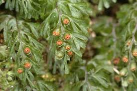 Image result for Hymenophyllum tunbridgense