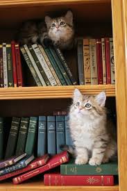 Petapeta Cats Kittens Cute Cats