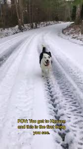 Late to the trend, but wanted to post this from the drafts 🐾