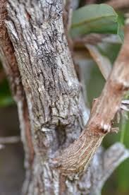 Image result for Agarista salicifolia