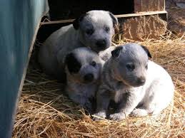 Search through thousands of australian stumpy tail cattle dog dogs adverts in the usa and europe at animalssale.com. Australian Stumpy Tail Cattle Dog Info History Temperament Training Pictures