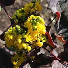 A jelly made with half mohonia juice and apple juice is common. Mahonia Repens Berberis Repens Creeping Barberry Creeping Mahonia Plant Lust