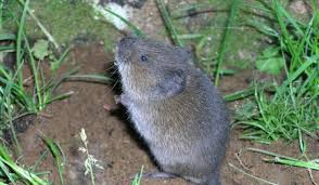 Voles are especially fond of tulips, crocuses and irises. Voles How To Get Rid Of Voles In The Yard Or Garden The Old Farmer S Almanac