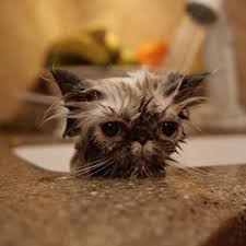 Check spelling or type a new query. Cat Food Bath Creature Real Cat Mania