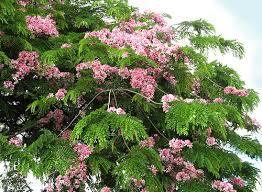 Davidson plums, lemon myrtle and our own macadamia nut originated in australia and should be part of our backyards. Cassia Javanica Care Transplanters Sunshine Coast Brisbane South East Queensland Qld Australia
