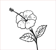 30 Gambar Sketsa Bunga Mudah Bunga Matahari Mawar Tulip Sakura Teratai Sepatu Melati Dll Seni Budayaku Sketsa Bunga Gambar Bunga Bunga