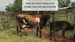 What Happens If You Don T Milk A Cow Farm Animals