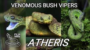 9mo · qdolobp · r/natureisfuckinglit. Venomous Bush Vipers From Africa 3 Species Of Atheris Snakes In The Wild Youtube