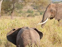 Lovebird Safaris Limited (2025)