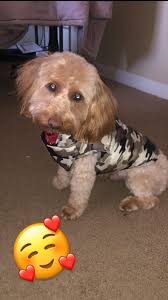 Reputable individual trainer for tweenie dachshund with OCD