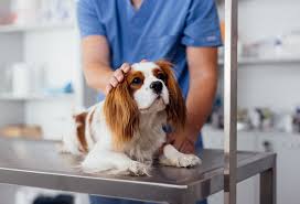Prioritizing Your Pet's Health: How to Choose a Veterinarian - AAHA