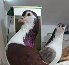 lahore pigeons and others panosundaki pin