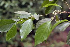 Image result for Rinorea