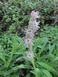 Image result for Silene burchellii