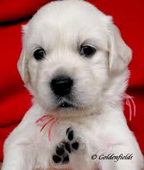 Golden Retriever Welpen Familienzucht