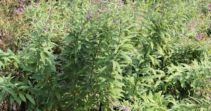 Image result for Vernonia melleri