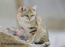 New Ua Center To Help Wildcats Worldwide College Of Agriculture And Life Sciences Wild Cat Species Wild Cats Sand Cat