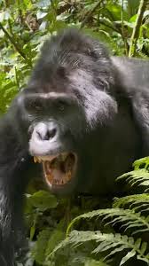 Image result for gorilla teeth