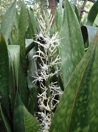 Image result for Sansevieria metallica