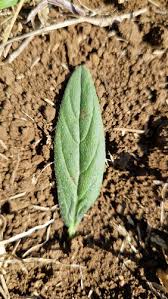 Image result for Trichodesma zeylanicum