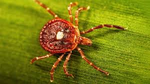 Doctor says cases of this deadly tick-borne virus may go undetected