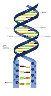 New Dna Rna Tool To Diagnose Treat Diseases Dna Project Dna Activities Dna Model