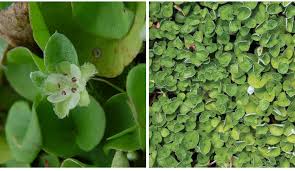 Image result for Dichondra