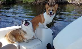Eccr locates, rescues and transports corgis and corgi mixes in need to foster homes for eventual adoption to their forever home. Home